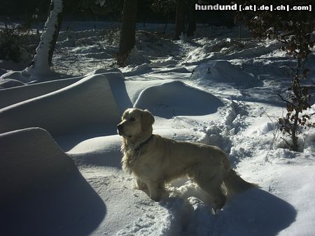 Golden Retriever Hunde Foto 18385 Golden Retriever So ein toller Winter!