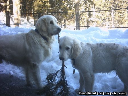 Golden Retriever Hunde Foto 18386 Golden Retriever Groß-Nico und Klein-Chili
