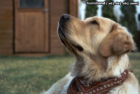 Golden Retriever Shira