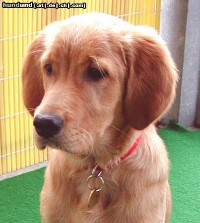 Golden Retriever Hunde Foto 10016 Golden Retriever TOPAS_5_Mt
