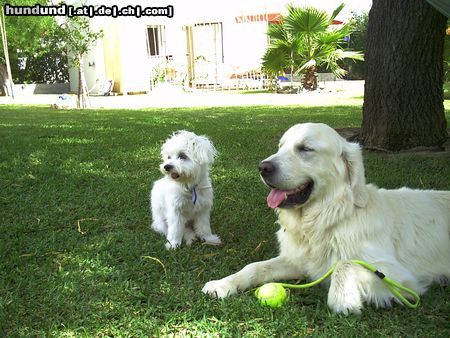 Golden Retriever Hunde Foto 24091 Golden Retriever Wuschel auf Besuch bei Nico in Andalusien