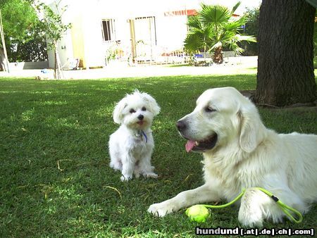 Golden Retriever Hunde Foto 24092 Golden Retriever Wuschel auf Besuch bei Nico in Andalusien II
