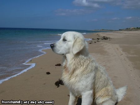 Golden Retriever Hunde Foto 6032 Golden Retriever Soll ich jetzt nach Afrika oder nach Amerika schwimmen?