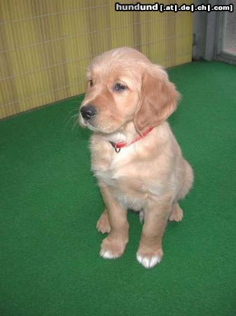 Golden Retriever Hunde Foto 7808 Golden Retriever Topas_9Wo