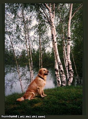 Golden Retriever Hunde Foto 8455 Golden Retriever Goldie-Dame Alice