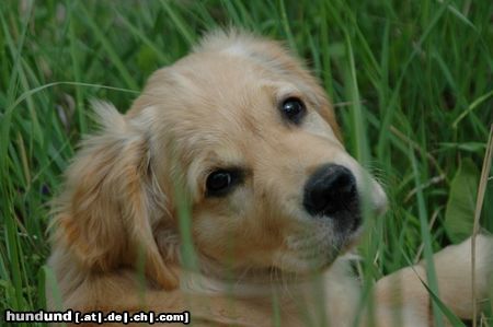 Golden Retriever Hunde Foto 11164 Golden Retriever Aragorn