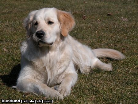 Golden Retriever Hunde Foto 9342 Golden Retriever AIKA