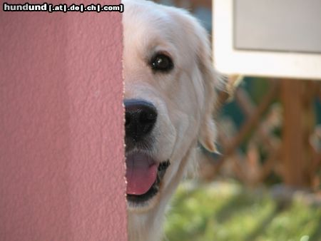 Golden Retriever Hunde Foto 9345 Golden Retriever AIKA