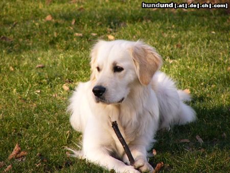 Golden Retriever Hunde Foto 9248 Golden Retriever Aika 2Jahre