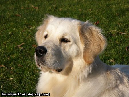 Golden Retriever Hunde Foto 9344 Golden Retriever AIKA