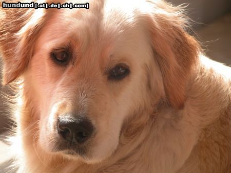 Golden Retriever Hunde Foto 9249 Golden Retriever Aika