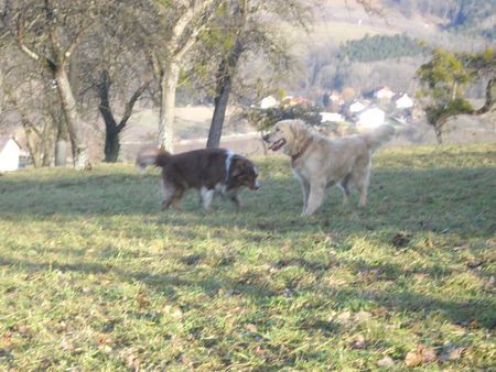 Golden Retriever Hunde Foto 40938 Golden Retriever