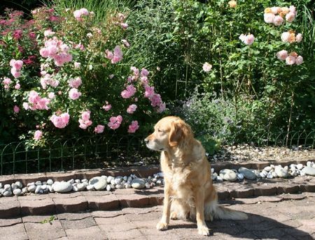 Golden Retriever Ailiene im Sommer 2008