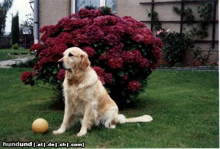 Golden Retriever Hunde Foto 8456 Golden Retriever Goldie-Dame Alice