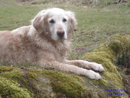 Golden Retriever Hunde Foto 30925 Golden Retriever ertmal hinlegen