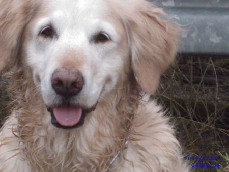Golden Retriever Hunde Foto 30926 Golden Retriever wau wau