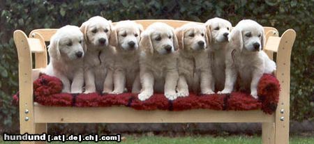 Golden Retriever Hunde Foto 20807 Golden Retriever B-Wurf