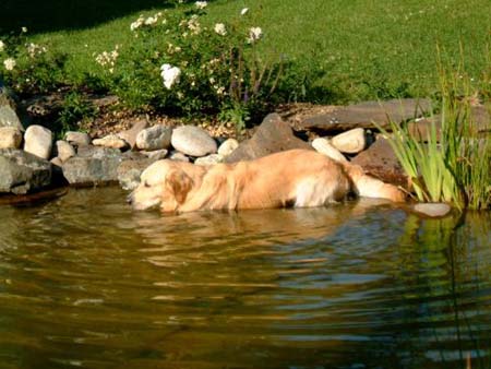 Golden Retriever Archimedes