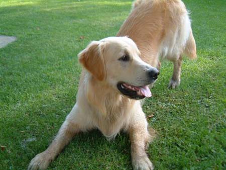 Golden Retriever Hunde Foto 486 Golden Retriever Archimedes und Jasmin