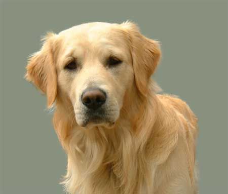 Golden Retriever Hunde Foto 1176 Golden Retriever Hast was zu fressen ?