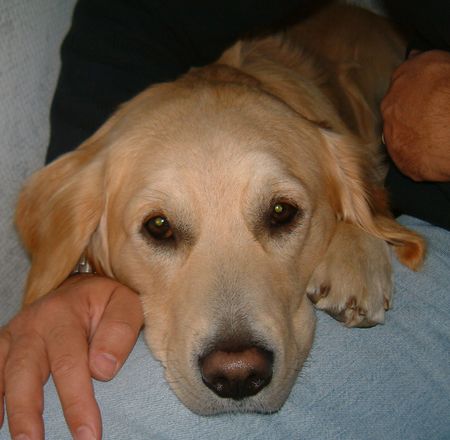 Golden Retriever Hunde Foto 1286 Golden Retriever Immer dabei