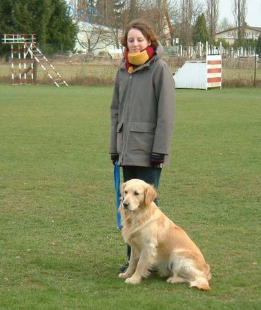 Golden Retriever Hunde Foto 1273 Golden Retriever In der Schule