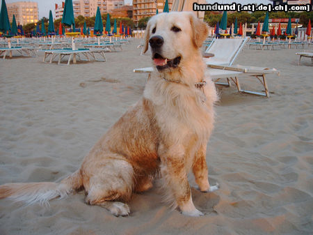 Golden Retriever Hunde Foto 25568 in höherer Auflösung ansehen Golden Retriever Aris vom Eichberghof