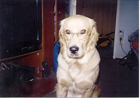 Golden Retriever Hunde Foto 1248 Golden Retriever Das bin ich!