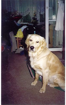 Golden Retriever Hunde Foto 1252 Golden Retriever das bin ich