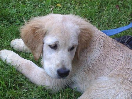 Golden Retriever Hunde Foto 1152 Golden Retriever Asterix