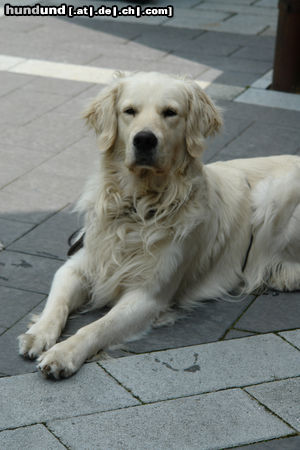 Golden Retriever Balou 