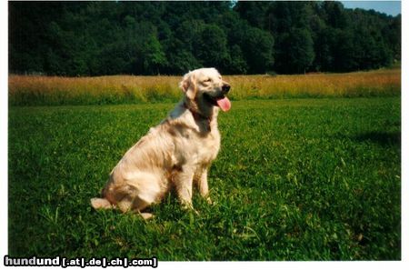 Golden Retriever Hunde Foto 6239 Golden Retriever