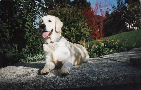 Golden Retriever Aurora 28.12.1998-07.01.2009