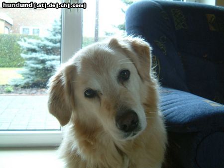 Golden Retriever Hunde Foto 9702 Golden Retriever Unser süßer Schatz Ayko