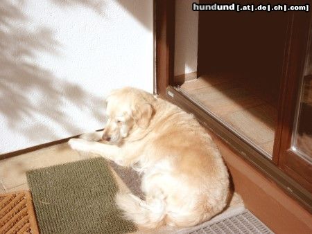 Golden Retriever Die Herbstsonne macht das 