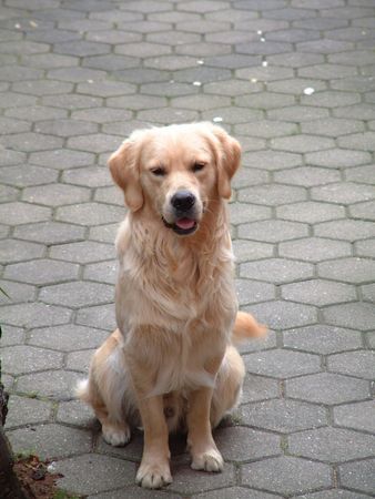 Golden Retriever Hunde Foto 1737 Golden Retriever Ich bin jetzt auch wieder lieb.....