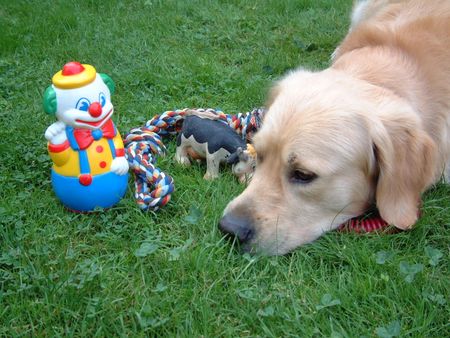 Golden Retriever Hunde Foto 1738 Golden Retriever Warum darf ich da jetzt nicht dran??