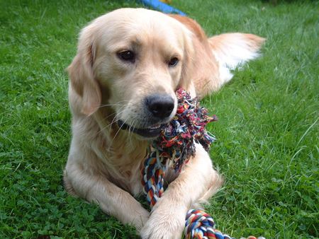 Golden Retriever Hunde Foto 1721 Golden Retriever Buddy, der wohl nicht ganz