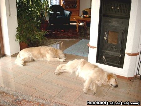 Golden Retriever Hunde Foto 5412 Golden Retriever Mittagsschlaf Ede (vorne) und Sally