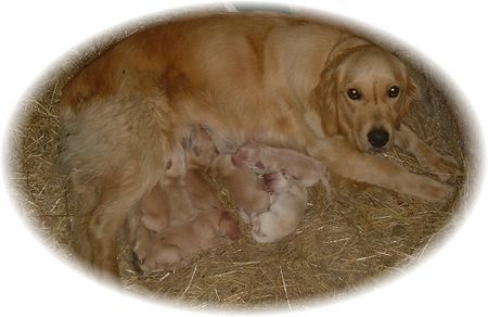 Golden Retriever Hunde Foto 38690 Golden Retriever Unsere Retriever-Welpen