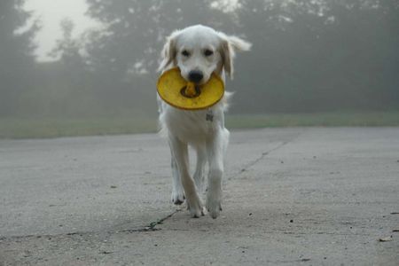Golden Retriever Hunde Foto 33150 in höherer Auflösung ansehen Golden Retriever Balou -mein Lieblingsspielzeug-