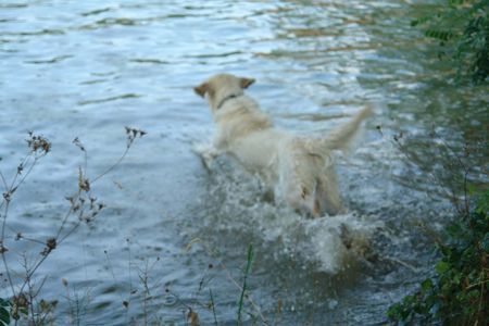Golden Retriever Hunde Foto 33147 in höherer Auflösung ansehen Golden Retriever Balou rein in den Kanal