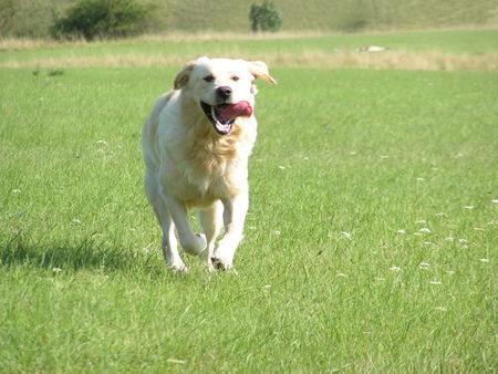 Golden Retriever Hunde Foto 27750 Golden Retriever Wo gibt es was zum Fressen