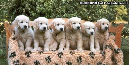 Golden Retriever Hunde Foto 20806 Golden Retriever C-Wurf