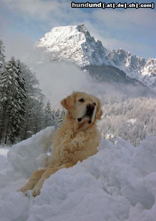 Golden Retriever Unser Baxlay in Kitzbühel am Wilden Kaiser