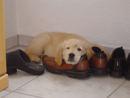Golden Retriever Hunde Foto 31793 Golden Retriever Ben, 11 Wochen alt