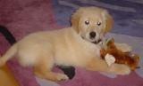 Golden Retriever Hunde Foto 31792 Golden Retriever Ben, 10 Wochen alt