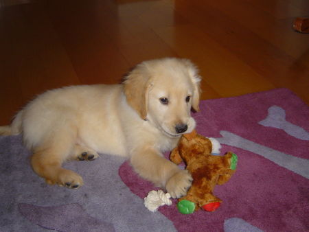 Golden Retriever Hunde Foto 31791 Golden Retriever Ben, 10 Wochen alt