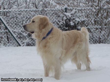 Golden Retriever Hunde Foto 13295 Golden Retriever Schneefreuden