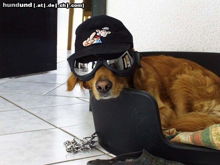 Golden Retriever Hunde Foto 11284 Golden Retriever Motorradhund
